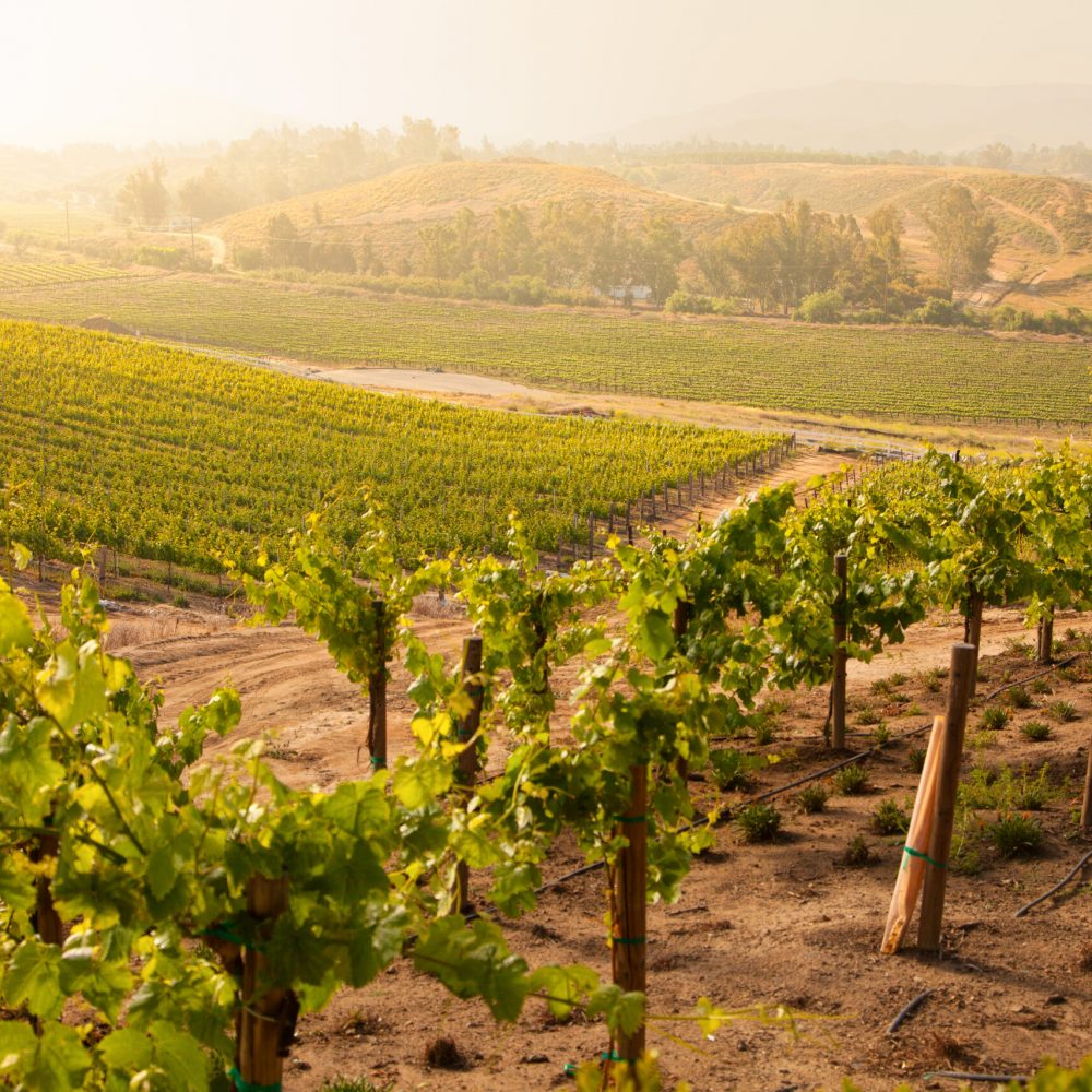 Beautiful Lush Grape Vineyard In The Morning Mist and Sun with Room for Your Own Text.